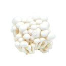 Shimeji svamp Vit Färska (kylda) 20x150g