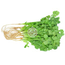 TH Koriander Färsk (Kyld)  80g