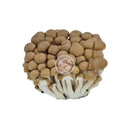 Shimeji svamp bruna färsk (kylda) 20x150g