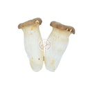 King Oyster Svamp Färska 25x200g